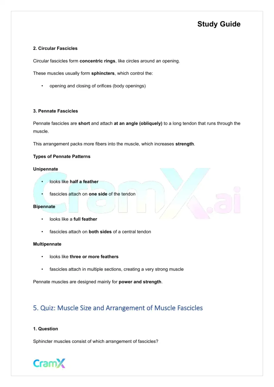 Anatomy and Physiology - The Muscular System, page 8