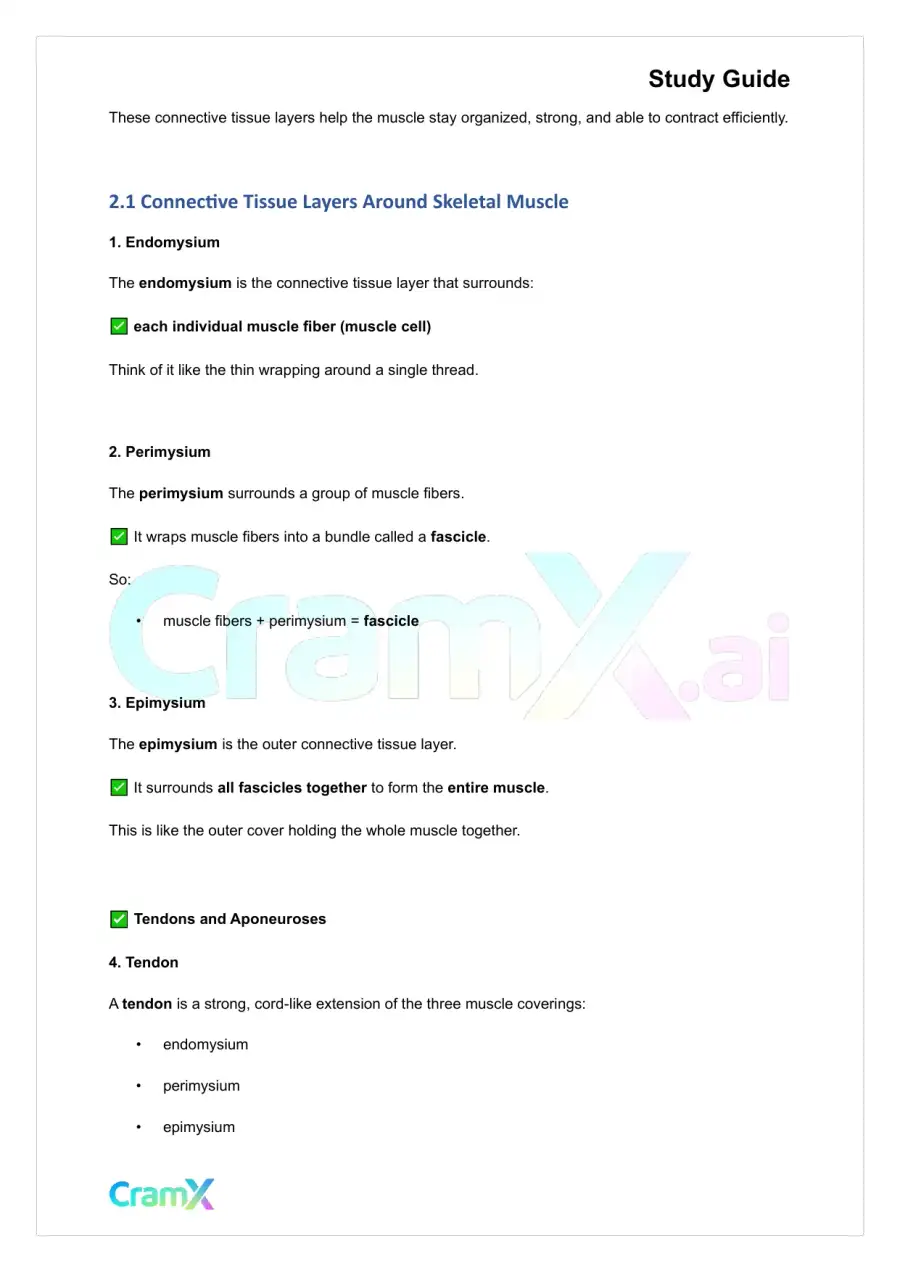 Anatomy and Physiology - Muscle Tissue, page 3