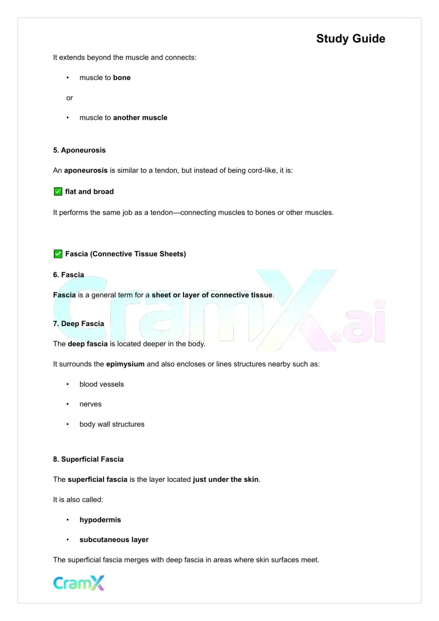 Anatomy and Physiology - Muscle Tissue, page 4