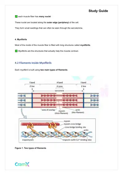 Anatomy and Physiology - Muscle Tissue - Page 7 preview image