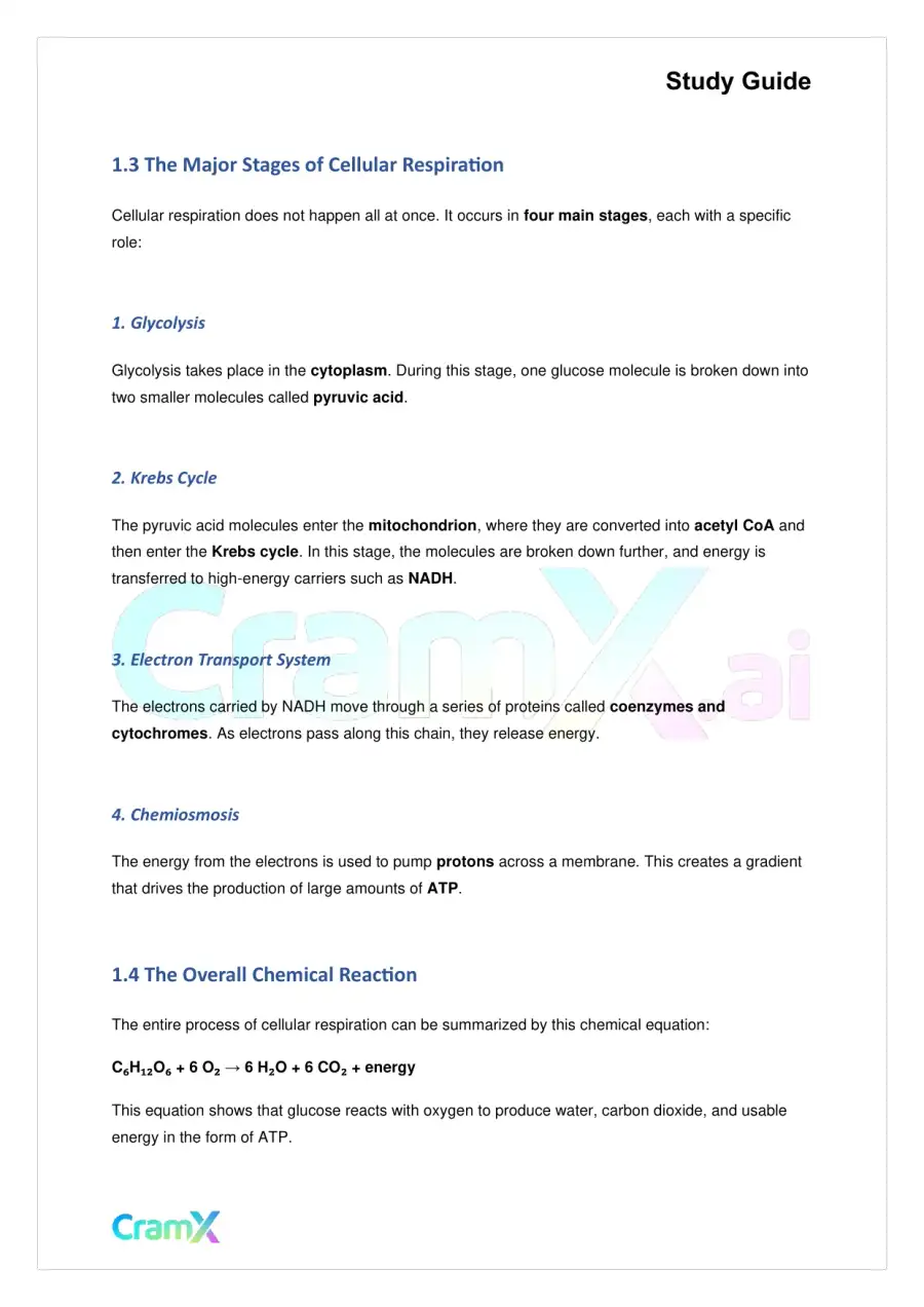 Biology - Cellular Respiration, page 2