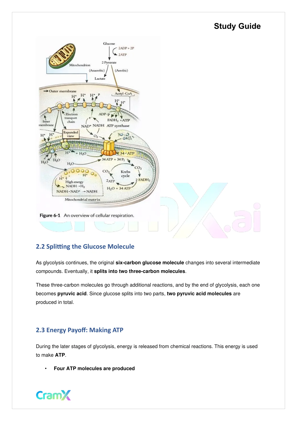 Biology - Cellular Respiration - Page 4 preview image