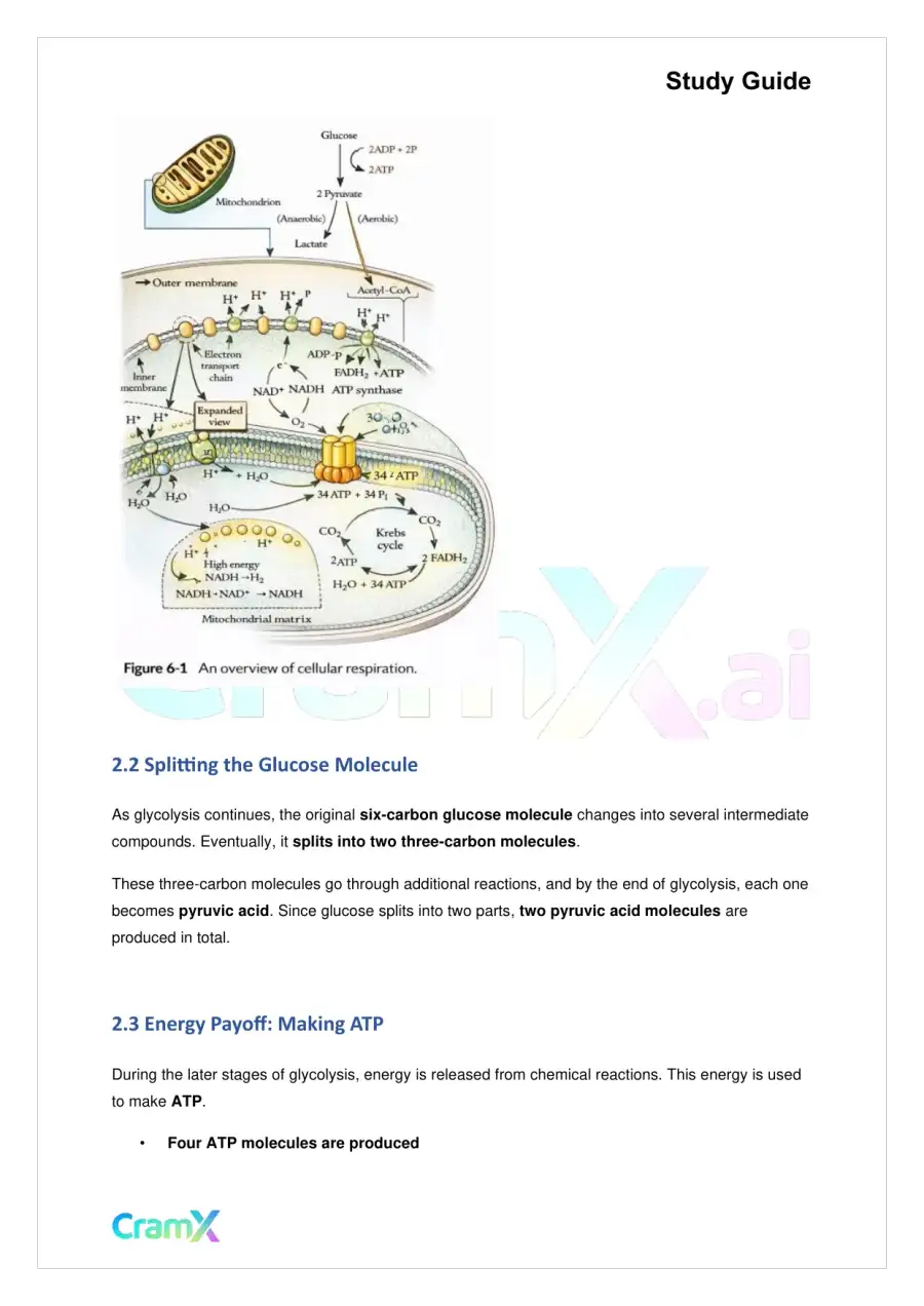 Biology - Cellular Respiration, page 4