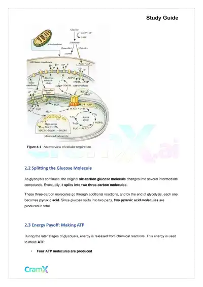 Biology - Cellular Respiration - Page 4 preview image