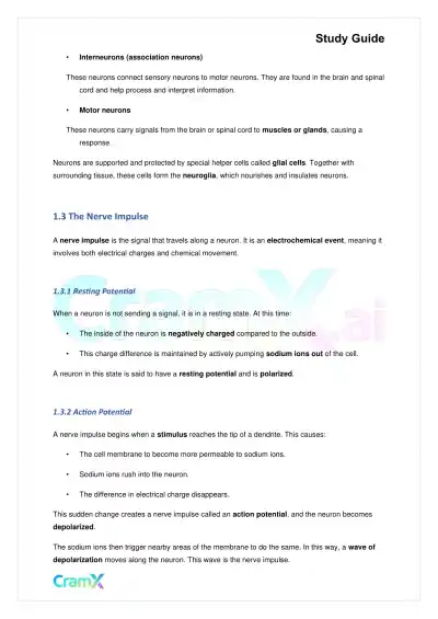 Biology - Nervous Coordination - Page 2 preview image