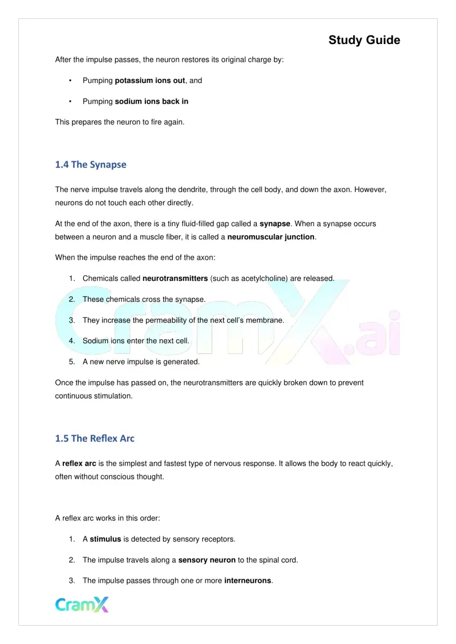 Biology - Nervous Coordination, page 3
