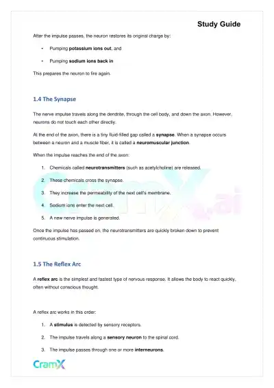 Biology - Nervous Coordination - Page 3 preview image