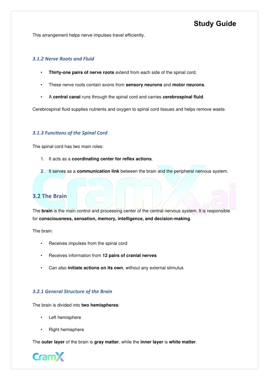 Biology - Nervous Coordination, page 7