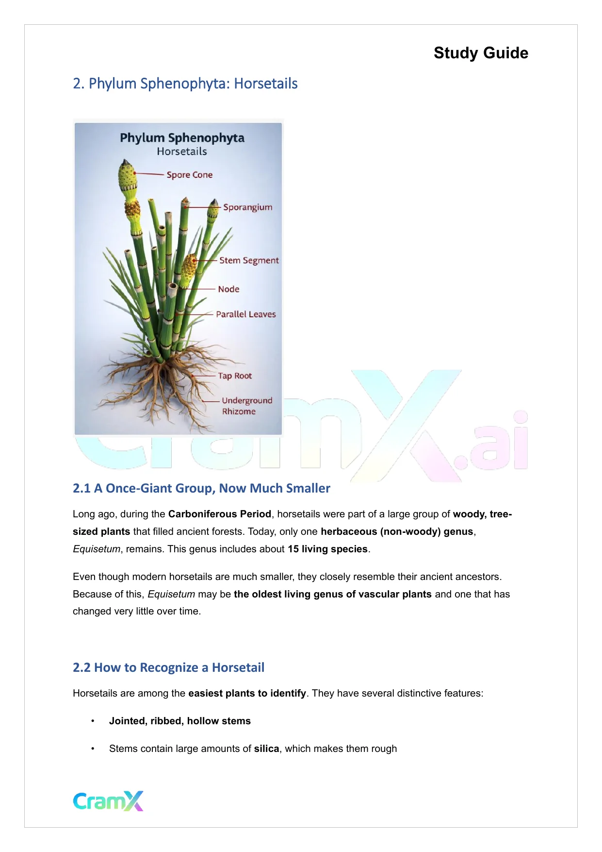 Plant Biology - Seedless Vascular Plants - Page 4 preview image