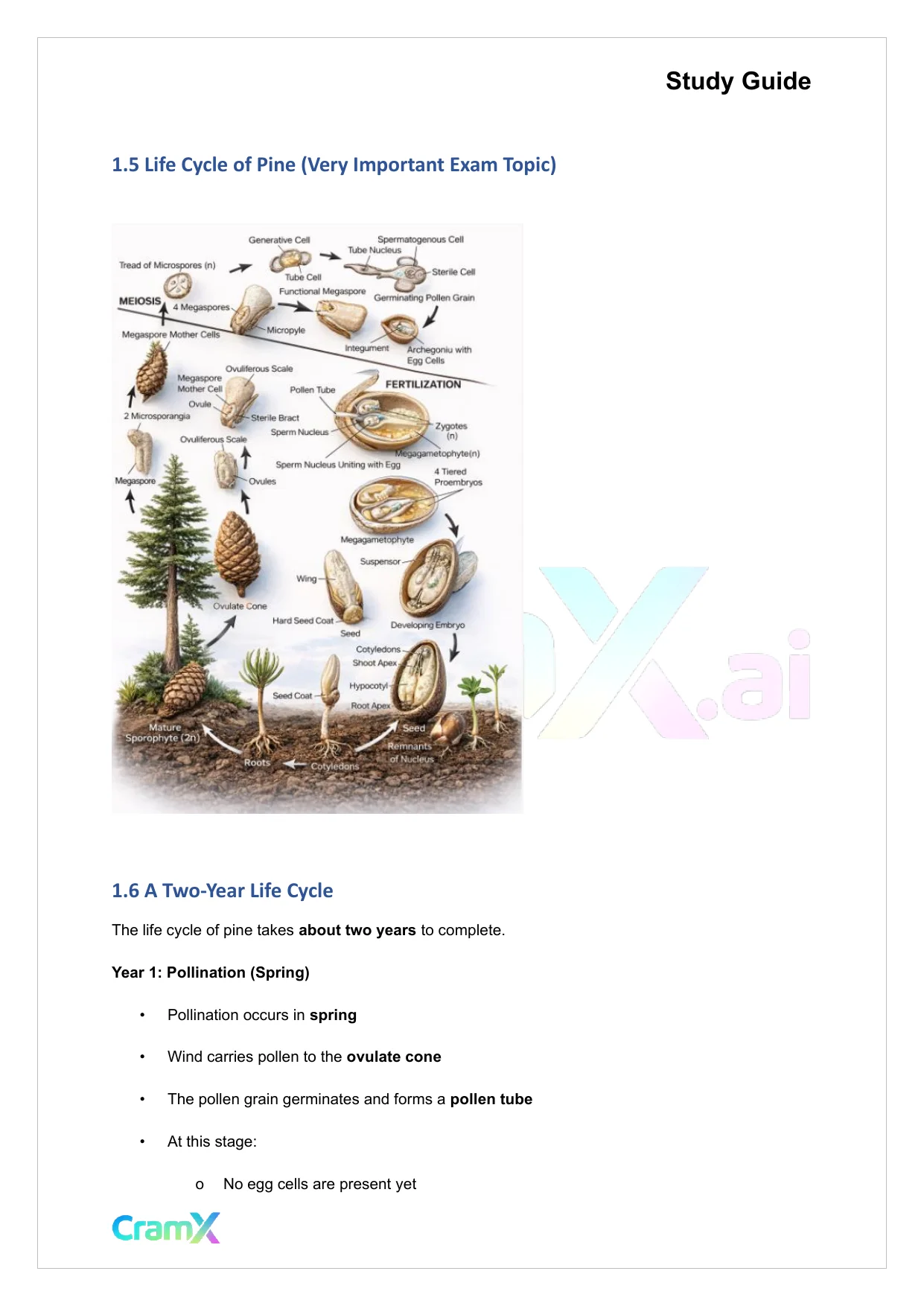 Plant Biology - Seed Plants - Page 3 preview image