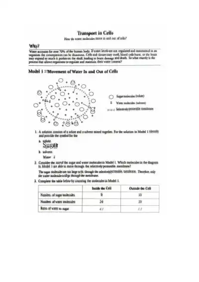 11 Transport in Cells-S (KEY) - Page 1 preview image