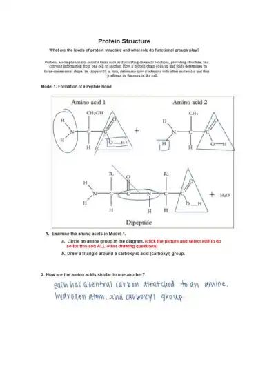 Protein Structure - Page 1 preview image