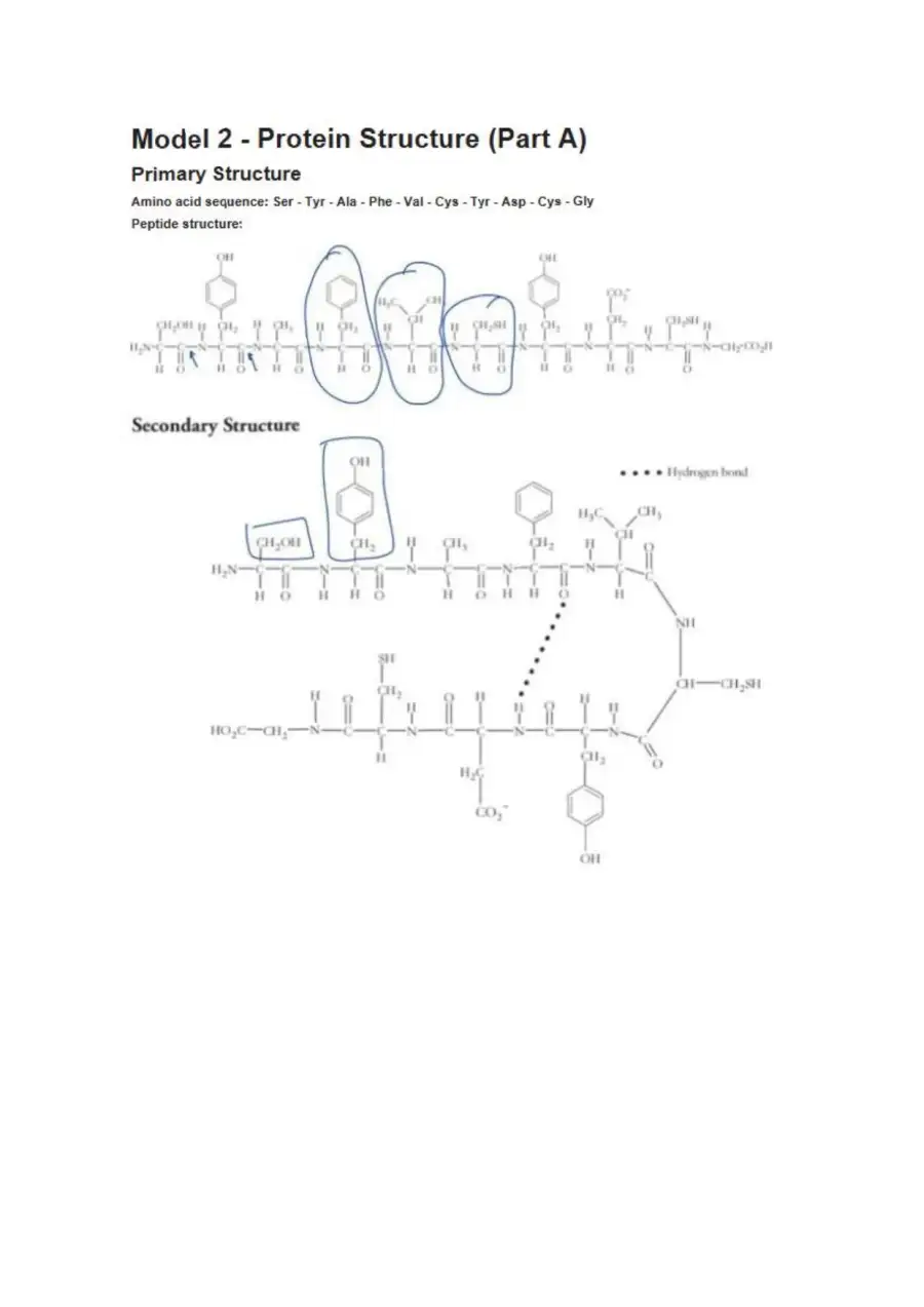 Protein Structure, page 3