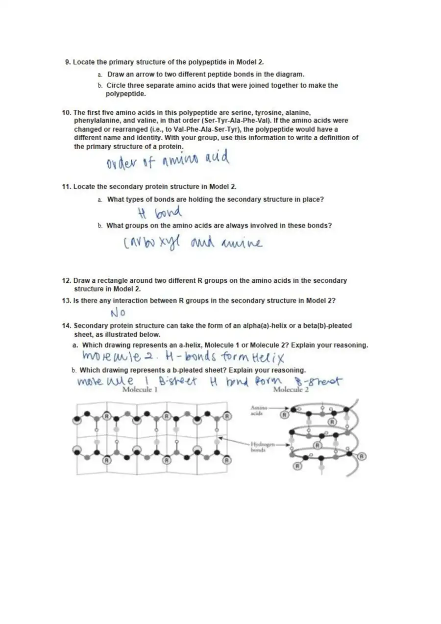Protein Structure, page 4