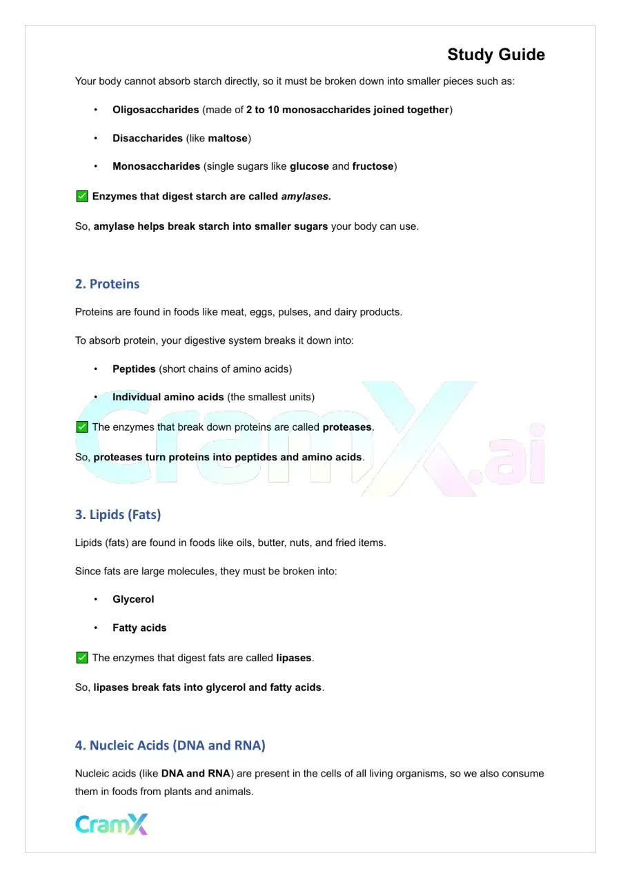 Anatomy and Physiology - The Digestive System, page 5