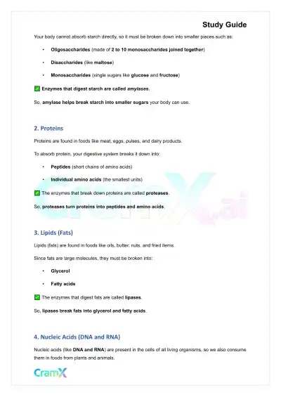 Anatomy and Physiology - The Digestive System - Page 5 preview image