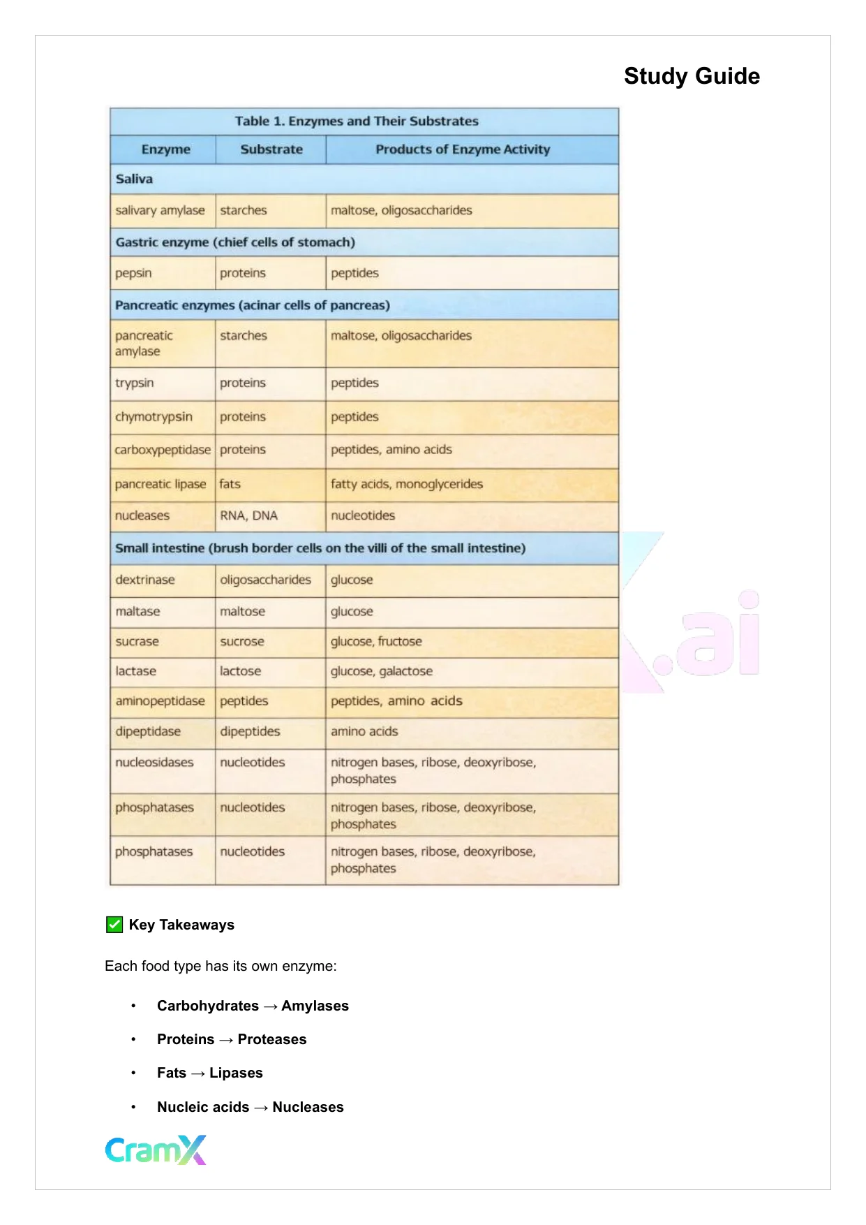 Anatomy and Physiology - The Digestive System - Page 7 preview image