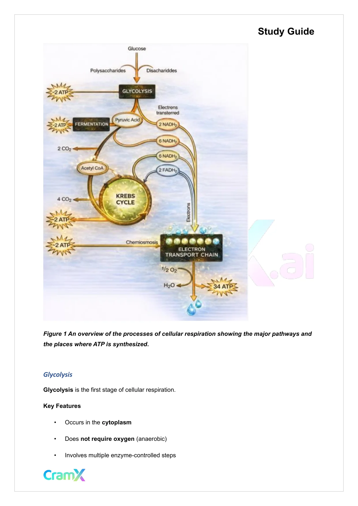 Microbiology - Microbial Metabolism - Page 2 preview image