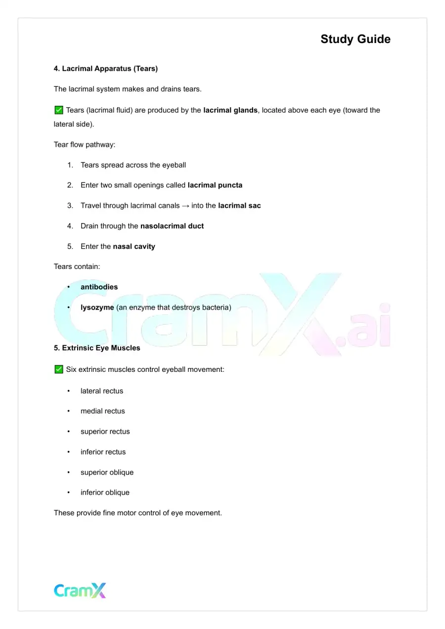 Anatomy and Physiology - The Sensory System, page 10