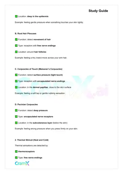 Anatomy and Physiology - The Sensory System - Page 4 preview image