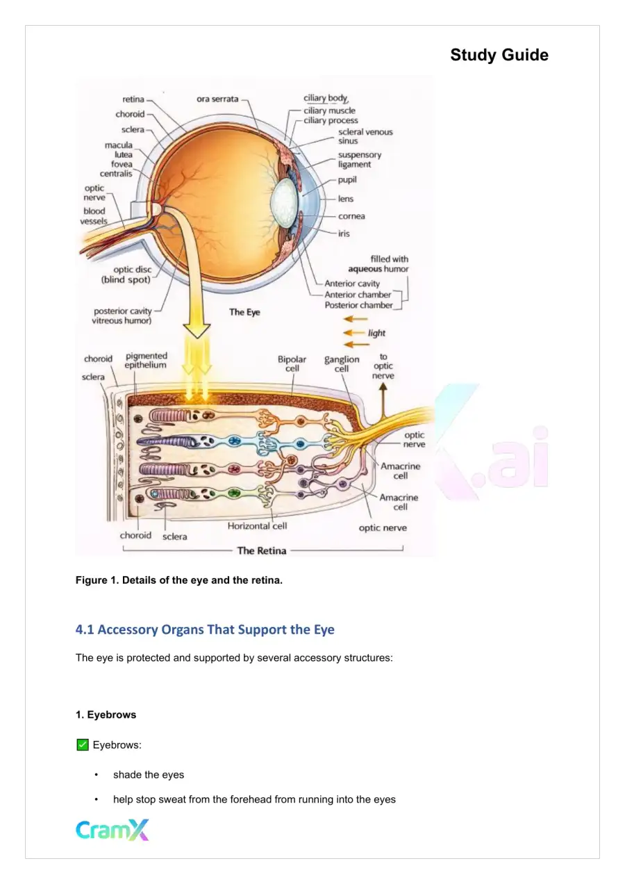 Anatomy and Physiology - The Sensory System, page 8