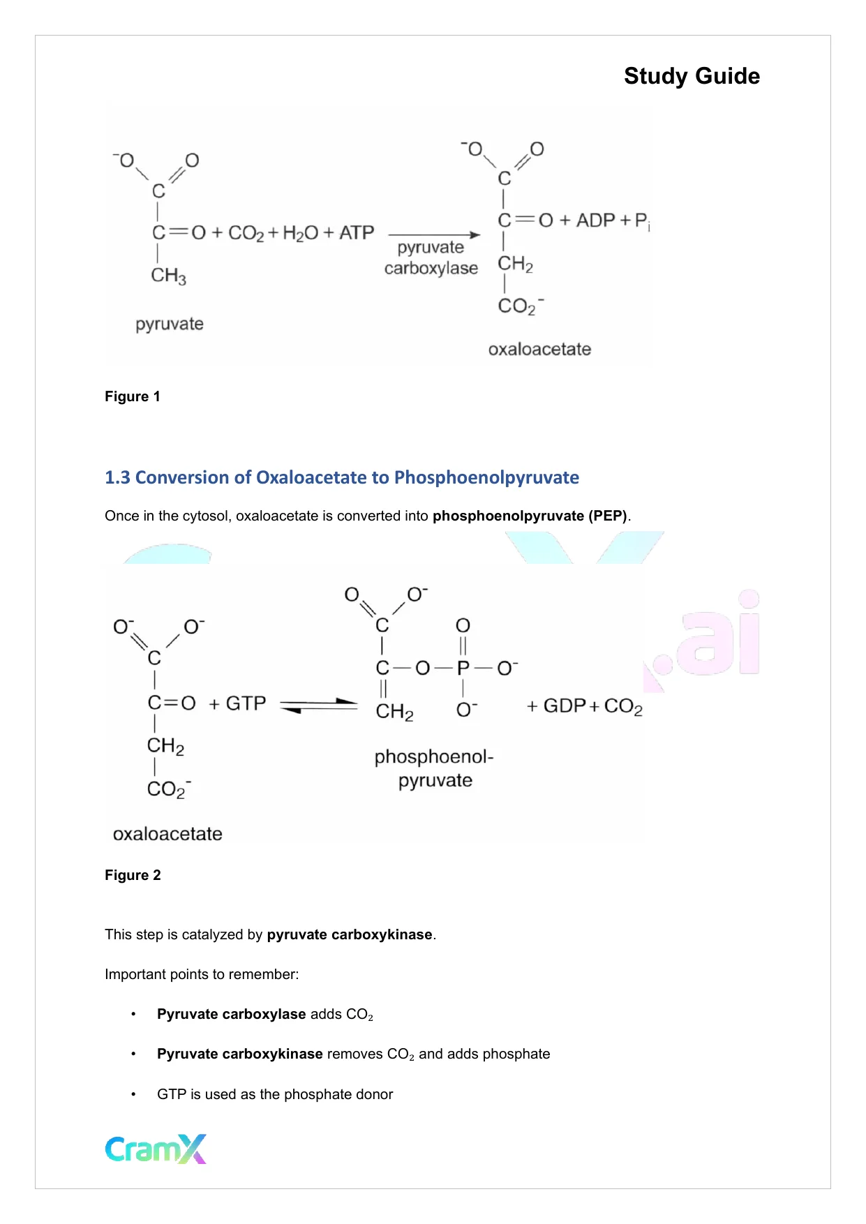 Biochemistry I - Carbohydrate Metabolism II - Page 3 preview image