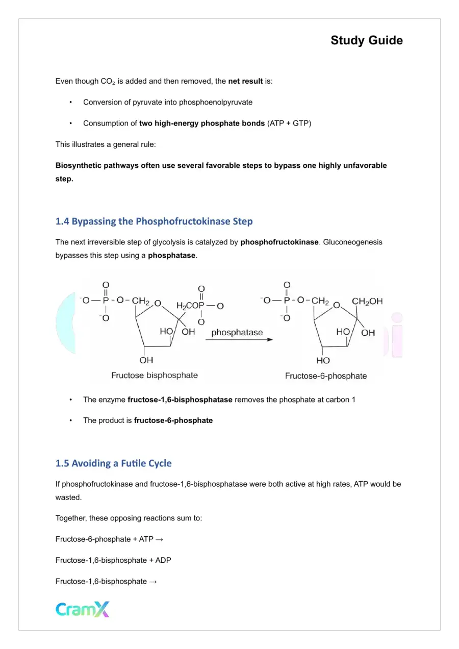 Biochemistry I - Carbohydrate Metabolism II, page 4