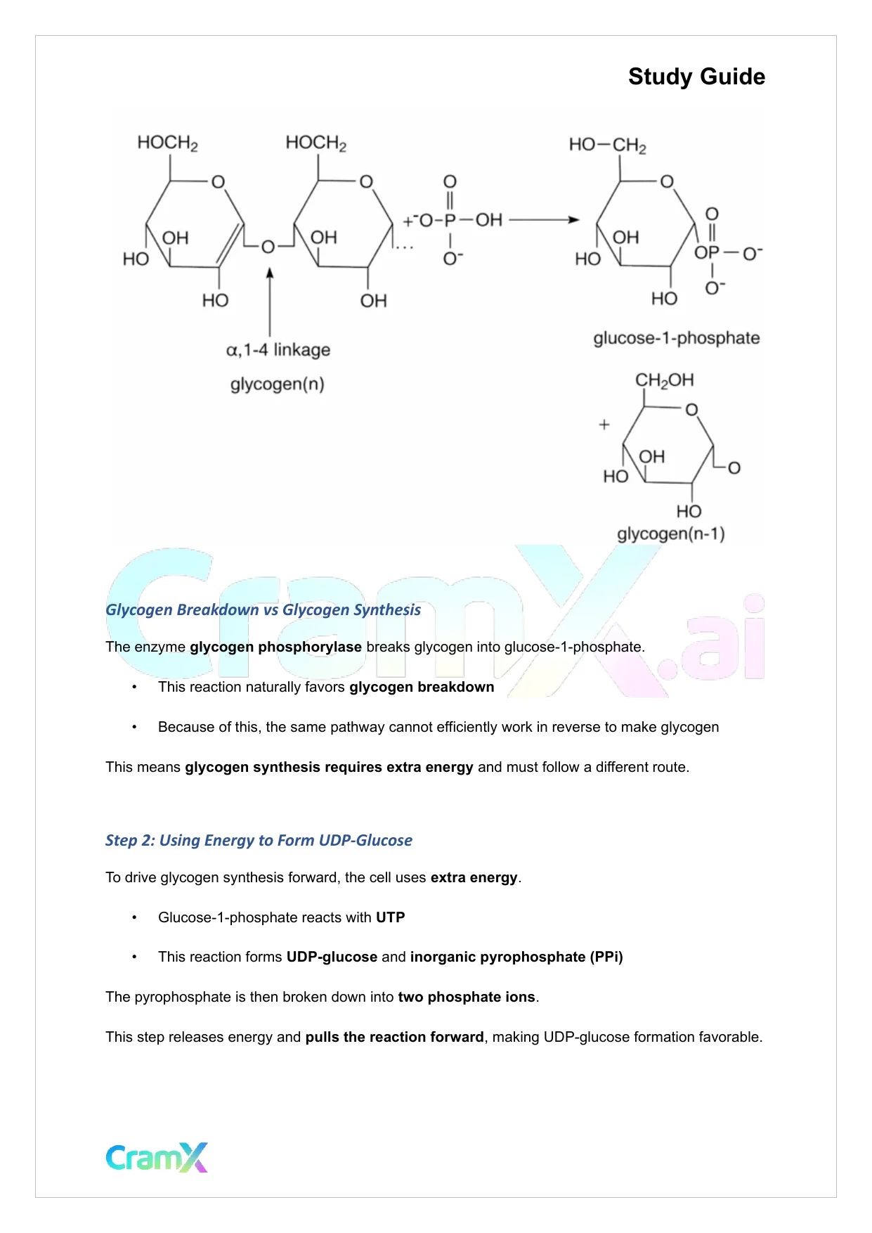 Biochemistry I - Carbohydrate Metabolism II - Page 7 preview image