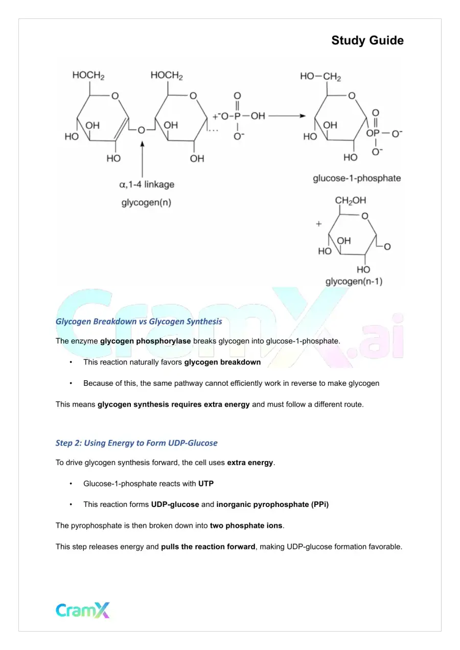 Biochemistry I - Carbohydrate Metabolism II, page 7