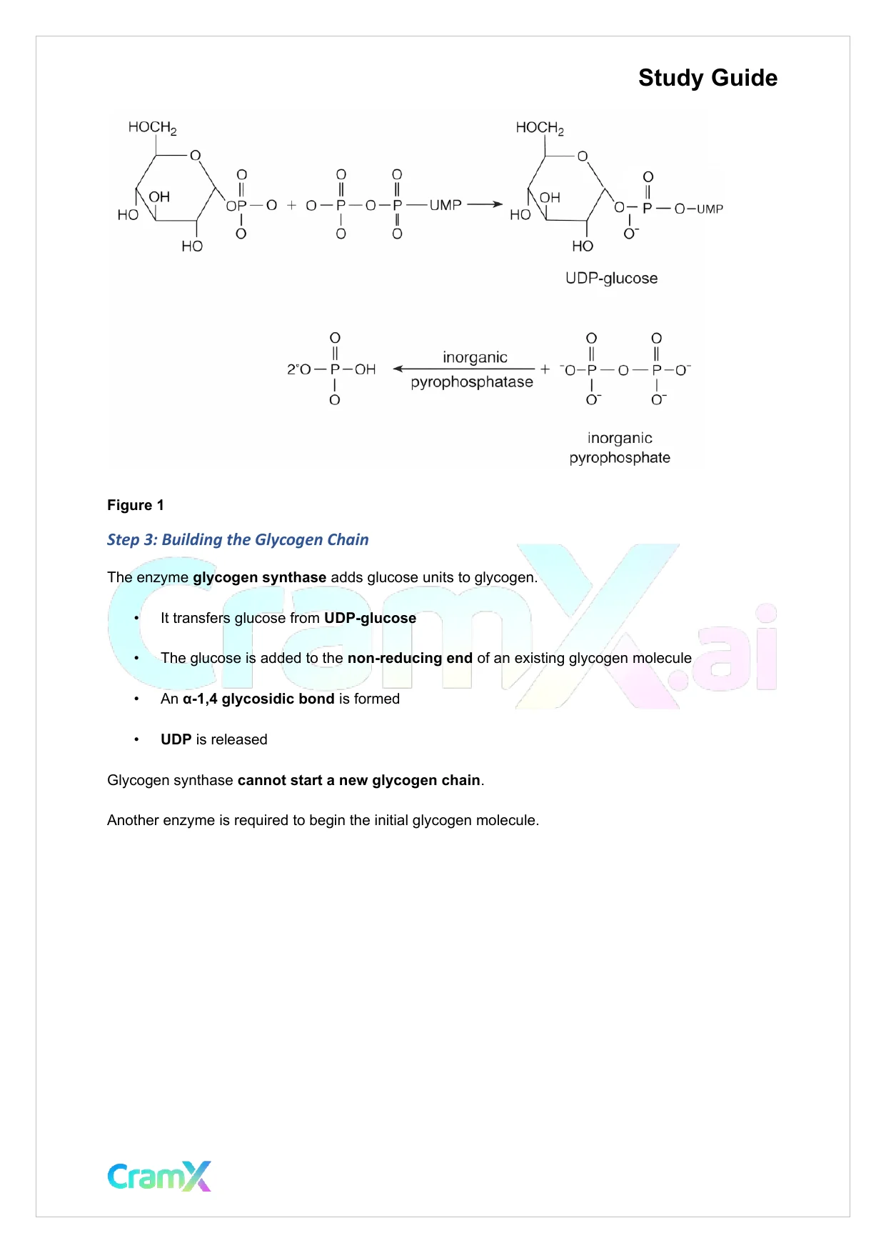 Biochemistry I - Carbohydrate Metabolism II - Page 8 preview image