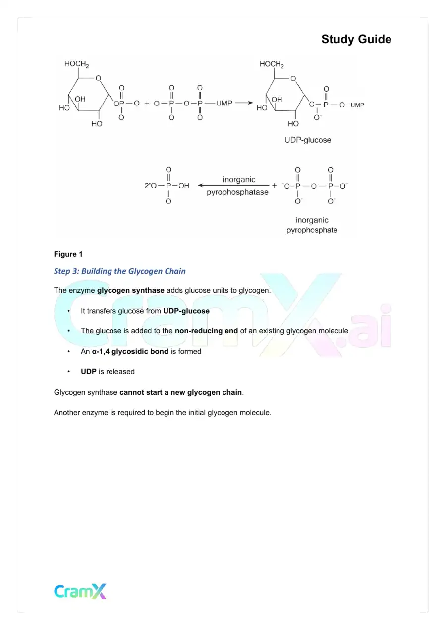 Biochemistry I - Carbohydrate Metabolism II, page 8