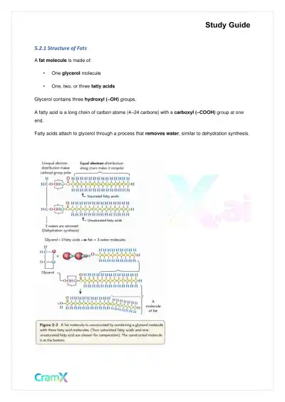Biology - The Chemical Basis of Life - Page 9 preview image