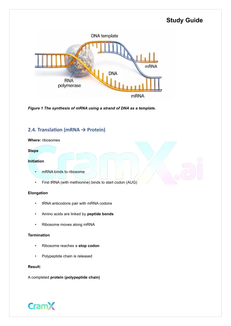 Microbiology - DNA and Gene Expression, page 5