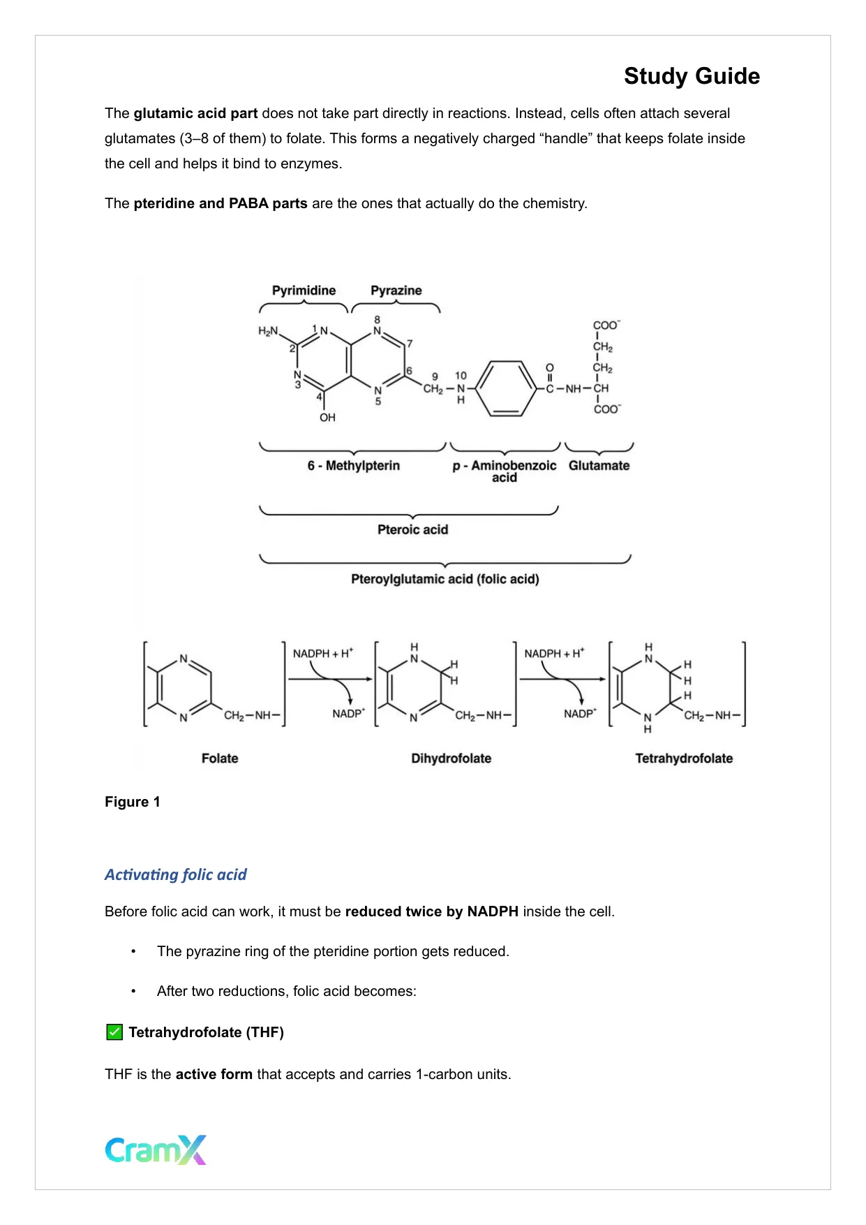 Biochemistry-II - Amino Acid Metabolism Carbon - Page 2 preview image