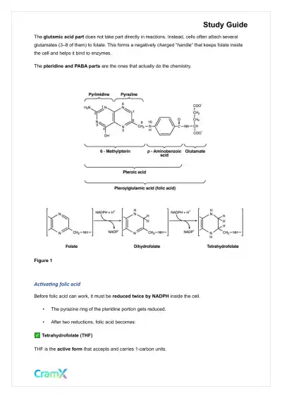 Biochemistry-II - Amino Acid Metabolism Carbon - Page 2 preview image