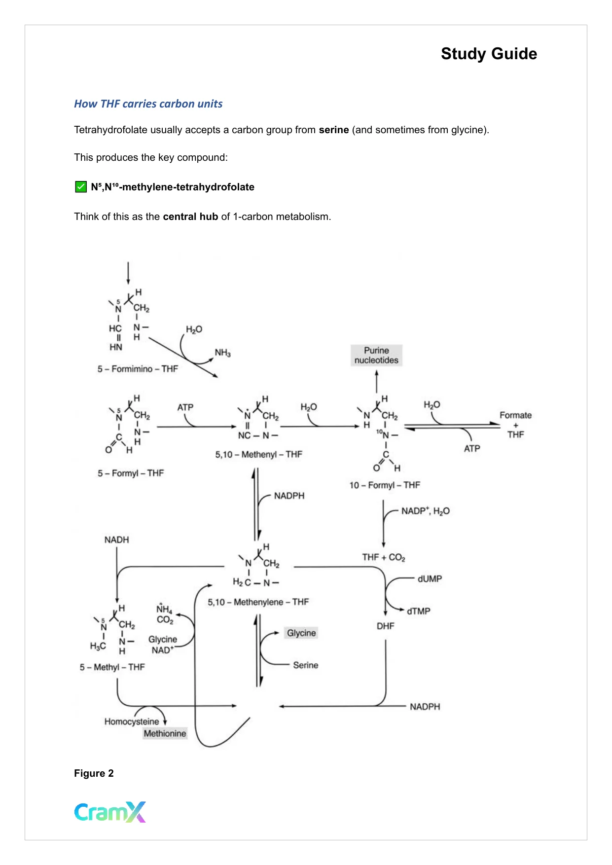 Biochemistry-II - Amino Acid Metabolism Carbon - Page 3 preview image