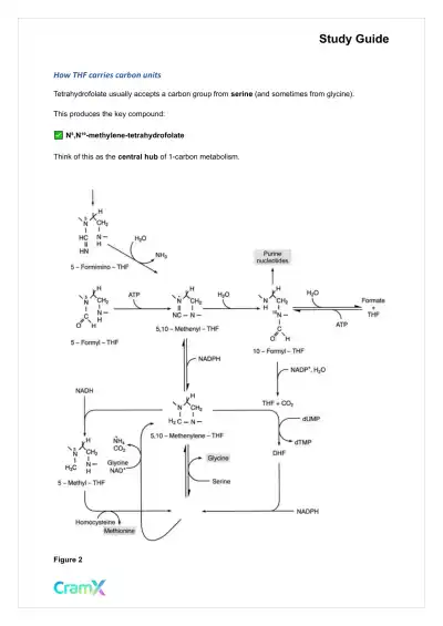 Biochemistry-II - Amino Acid Metabolism Carbon - Page 3 preview image