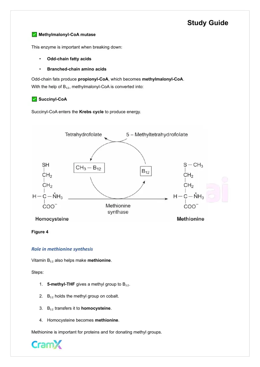Biochemistry-II - Amino Acid Metabolism Carbon, page 6