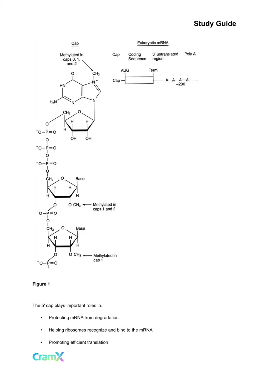 Biochemistry-II - RNA and Transcription, page 4