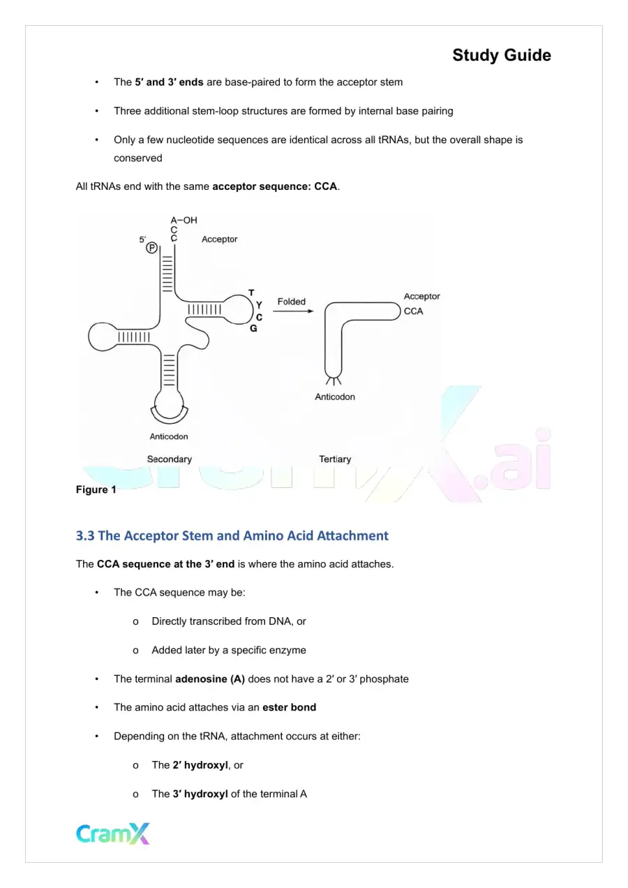 Biochemistry-II - RNA and Transcription, page 7