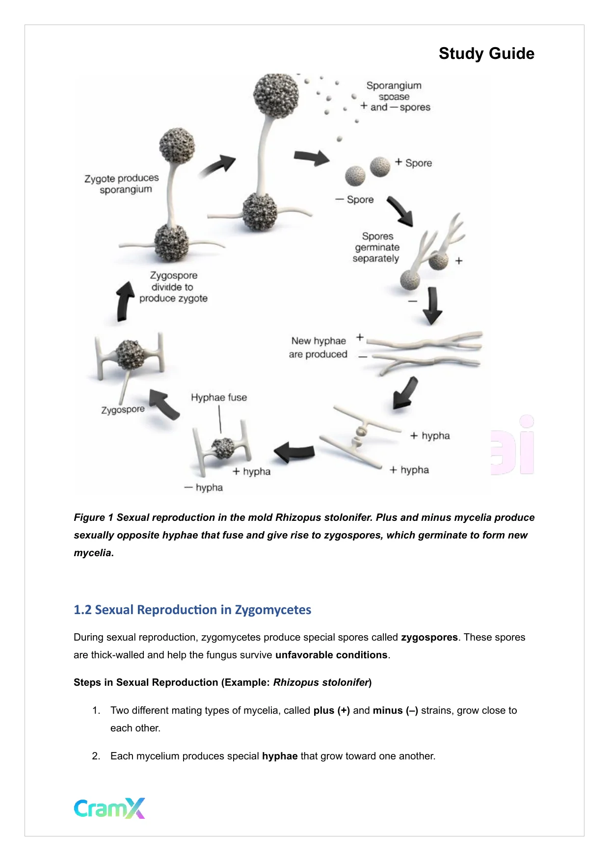 Microbiology - The Fungi - Page 2 preview image