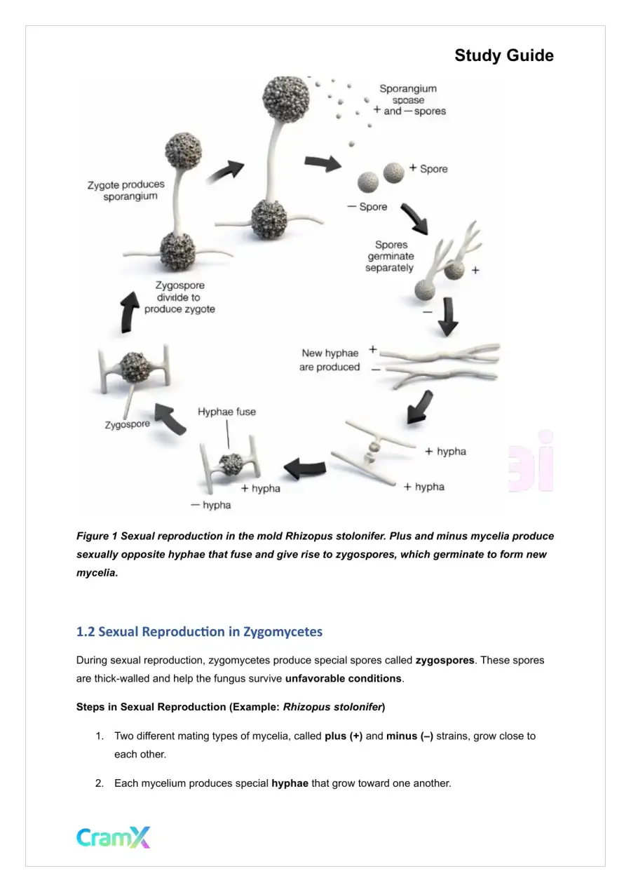 Microbiology - The Fungi, page 2