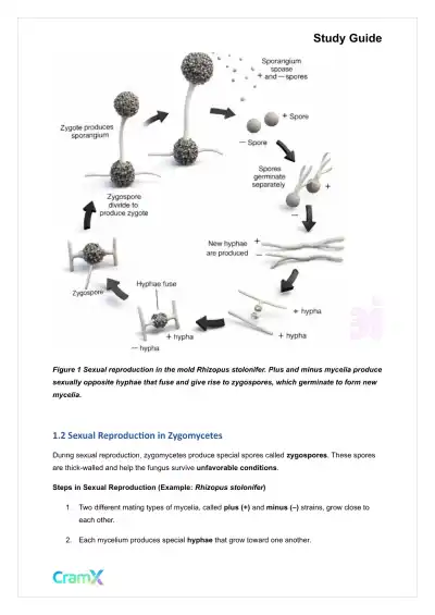 Microbiology - The Fungi - Page 2 preview image