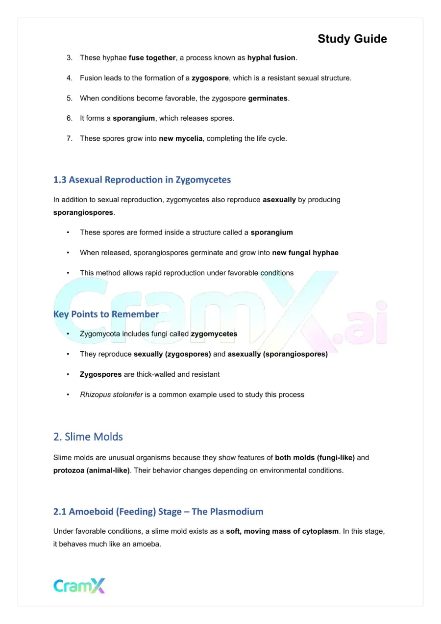 Microbiology - The Fungi, page 3
