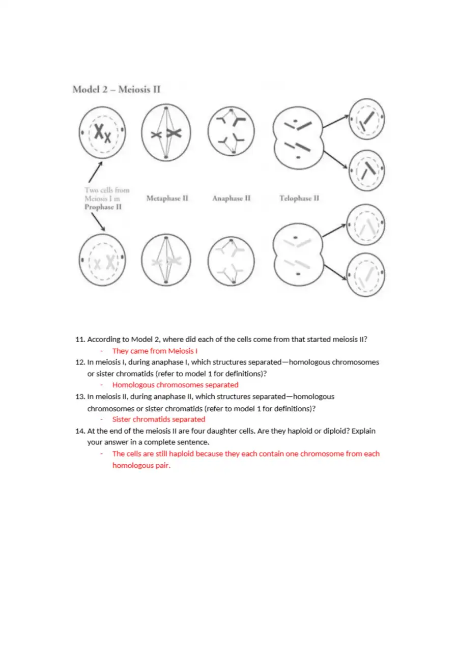 Fareeha Olaiya Meiosis POGIL, page 3