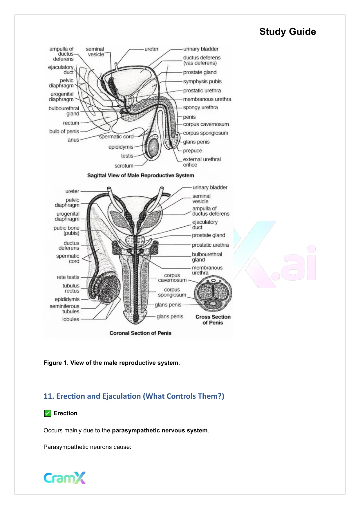 Anatomy and Physiology - The Reproductive System - Page 9 preview image