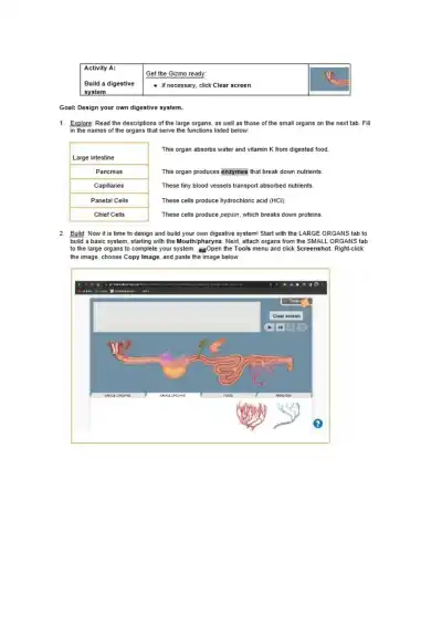 Student Exploration of the Digestive System with G - Page 2 preview image