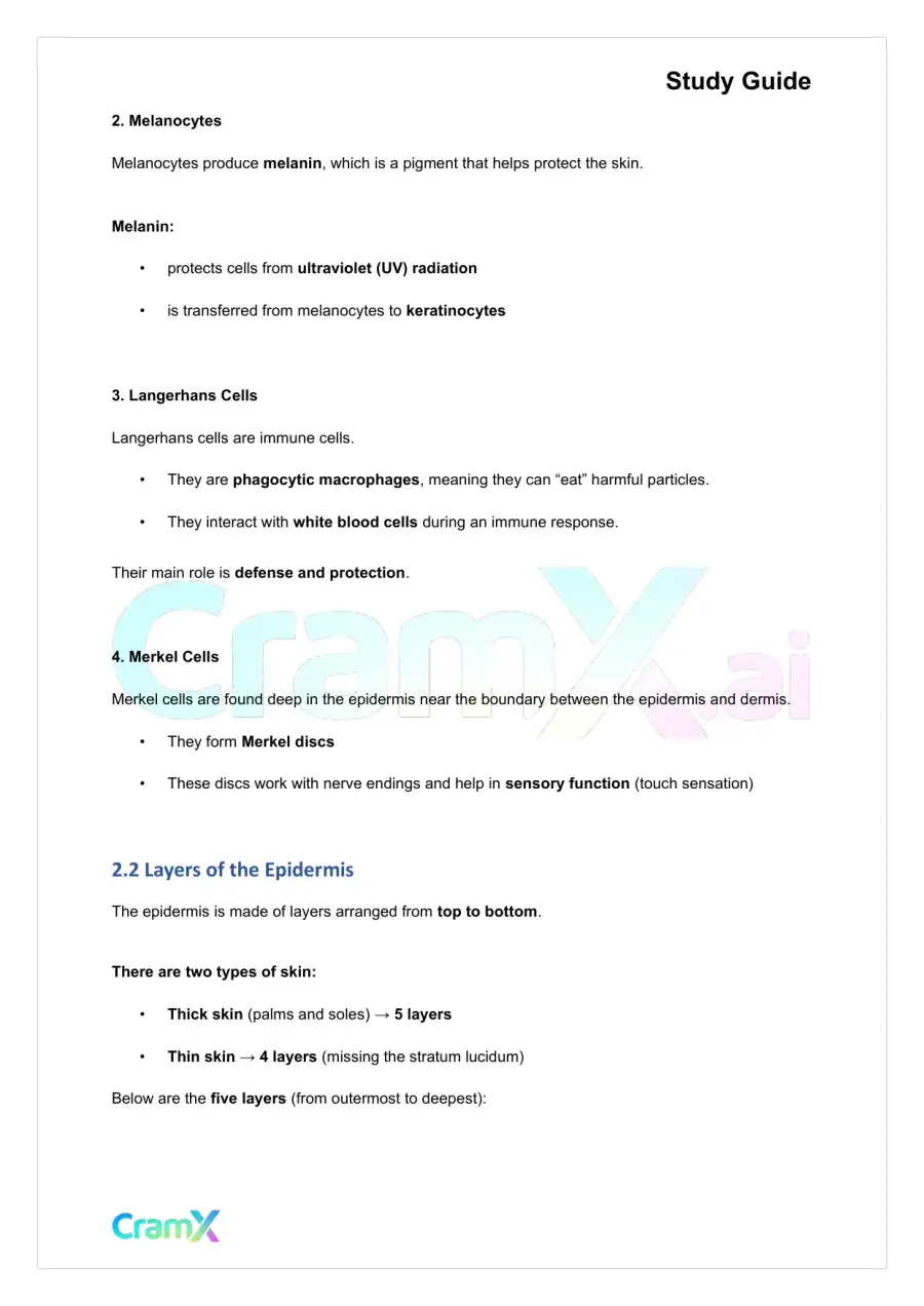 Anatomy and Physiology - The Integumentary System, page 3