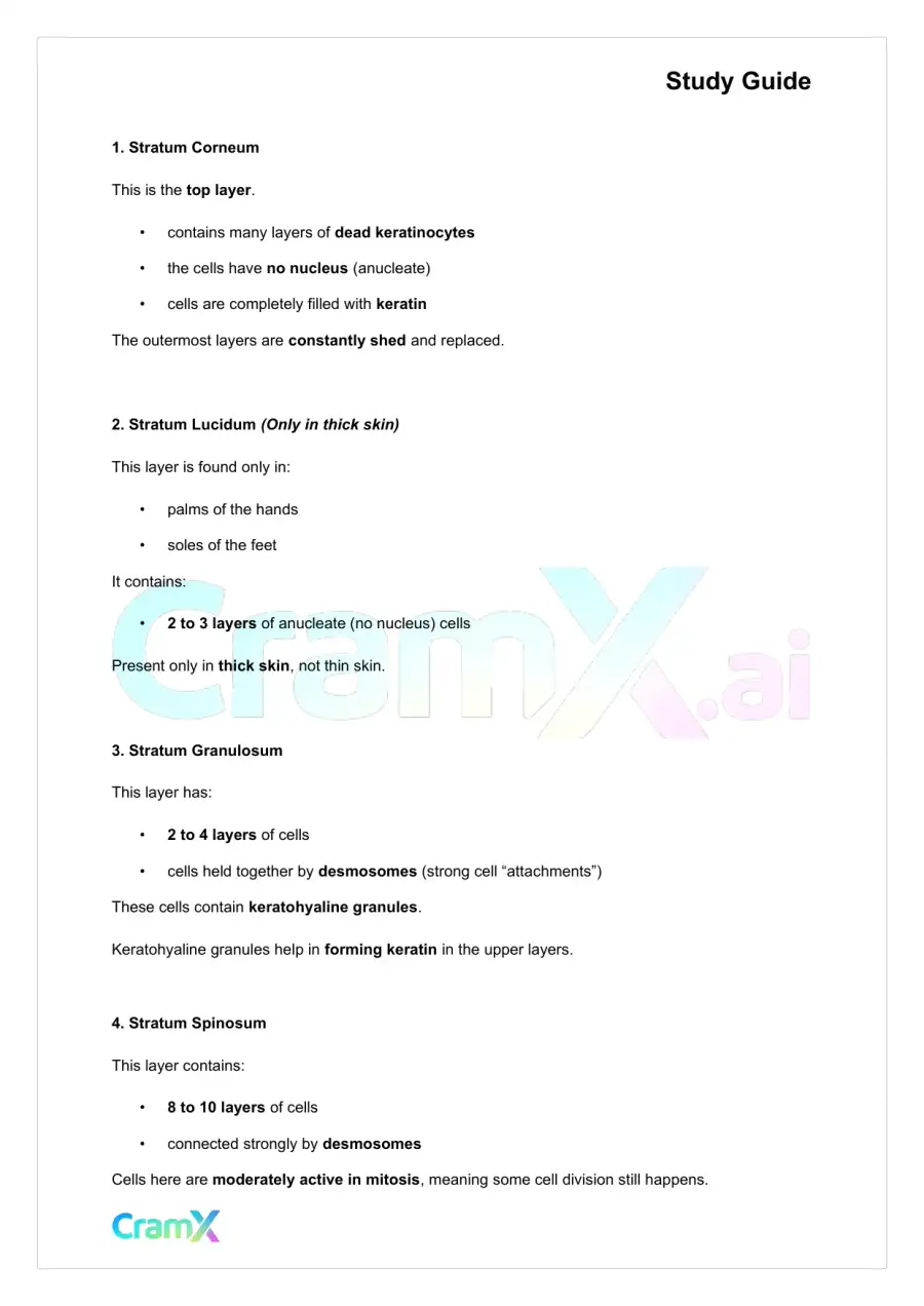 Anatomy and Physiology - The Integumentary System, page 4