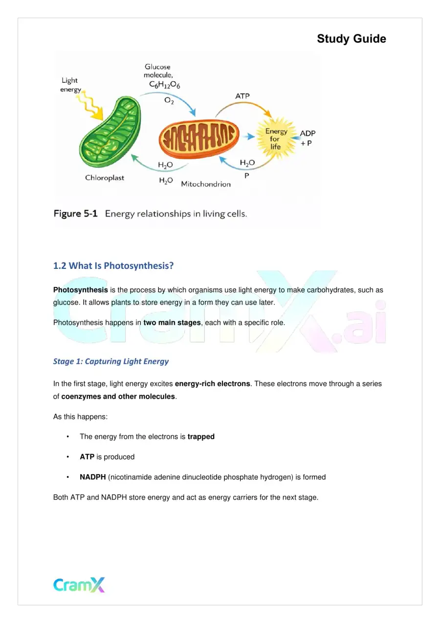 Biology - Photosynthesis, page 2